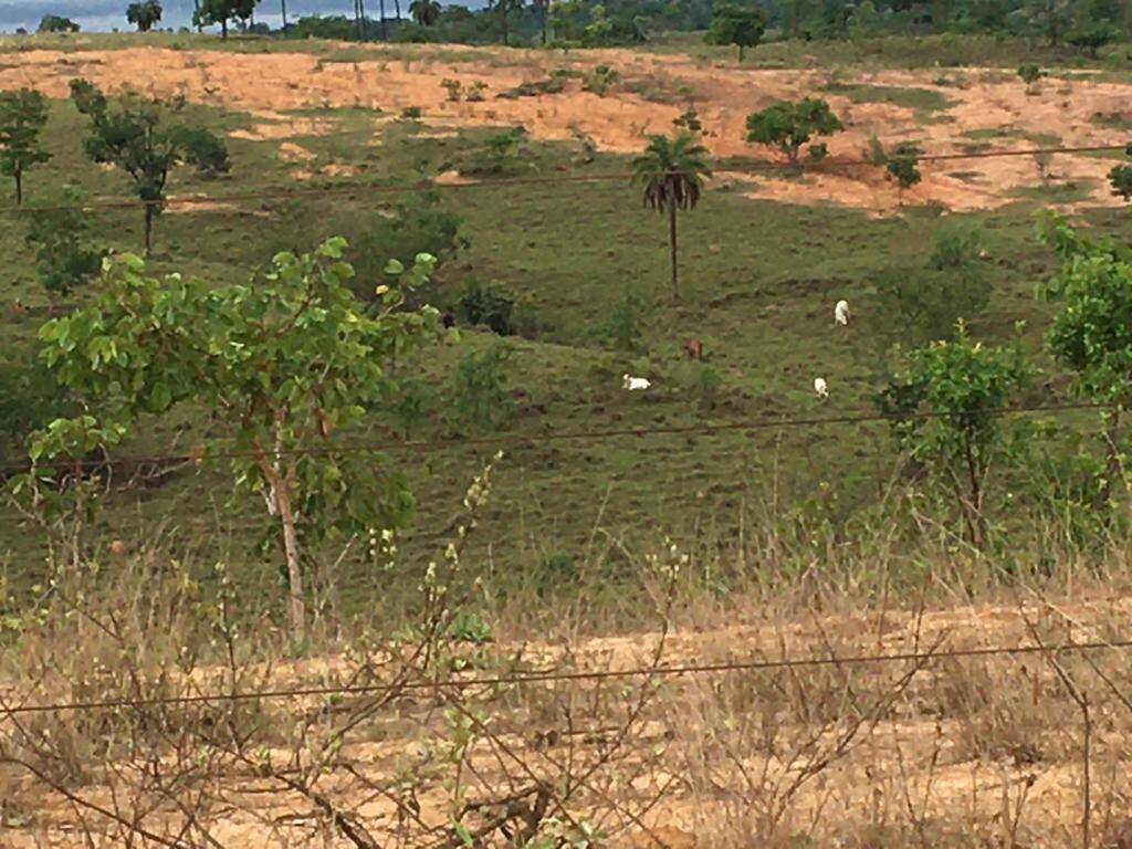 Fazenda à venda, 2130m² - Foto 3