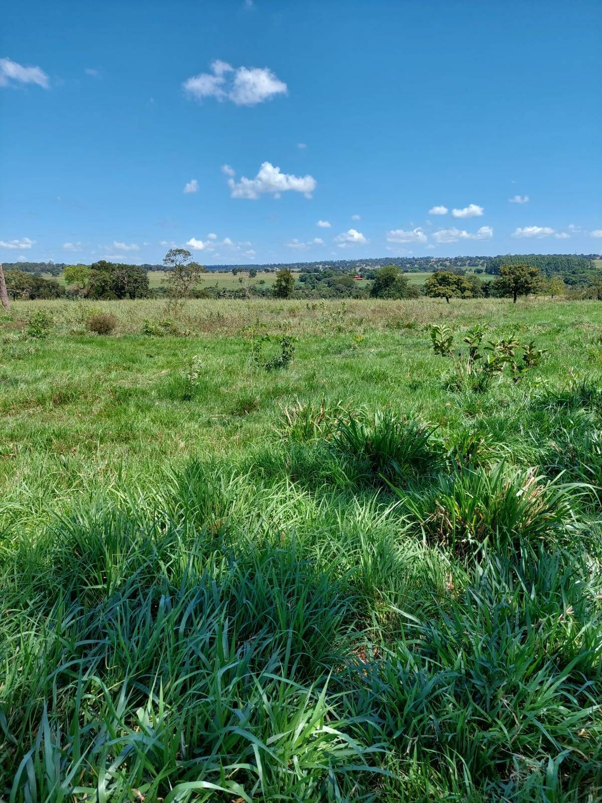 Terreno para alugar, 20m² - Foto 1