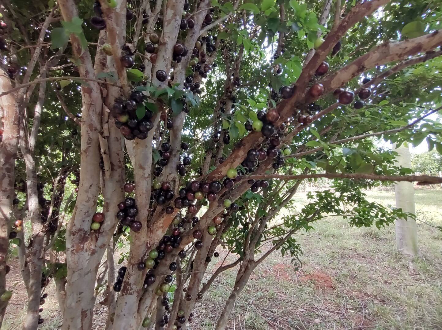 Terreno à venda, 200m² - Foto 31