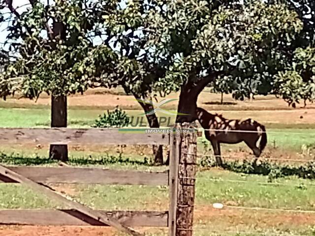 #616 - Fazenda para Venda em Campina Verde - MG - 3