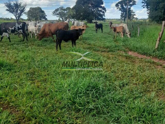 #647 - Fazenda para Venda em Campina Verde - MG - 2