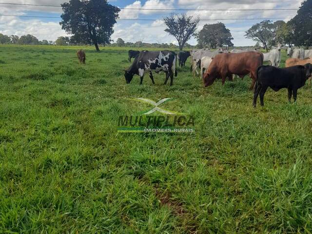 #647 - Fazenda para Venda em Campina Verde - MG - 3