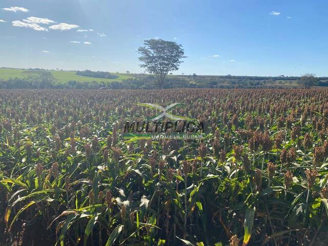 #650 - Fazenda para Venda em Conceição das Alagoas - MG