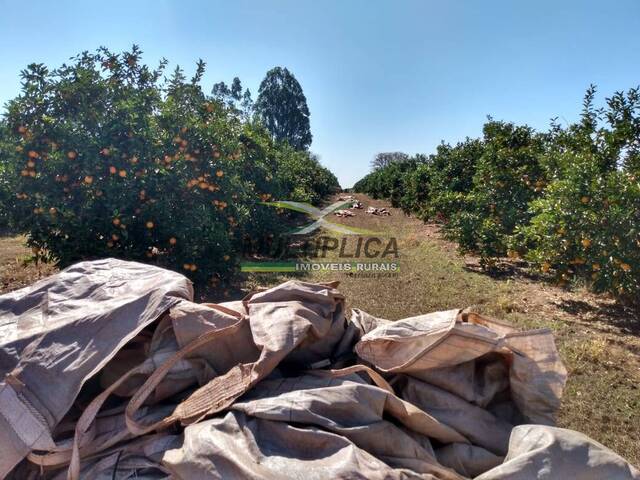 #659 - Fazenda para Venda em Monte Alegre de Minas - MG - 3