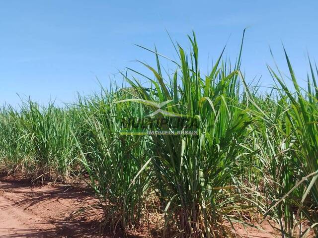 #666 - Fazenda para Venda em Monte Alegre de Minas - MG