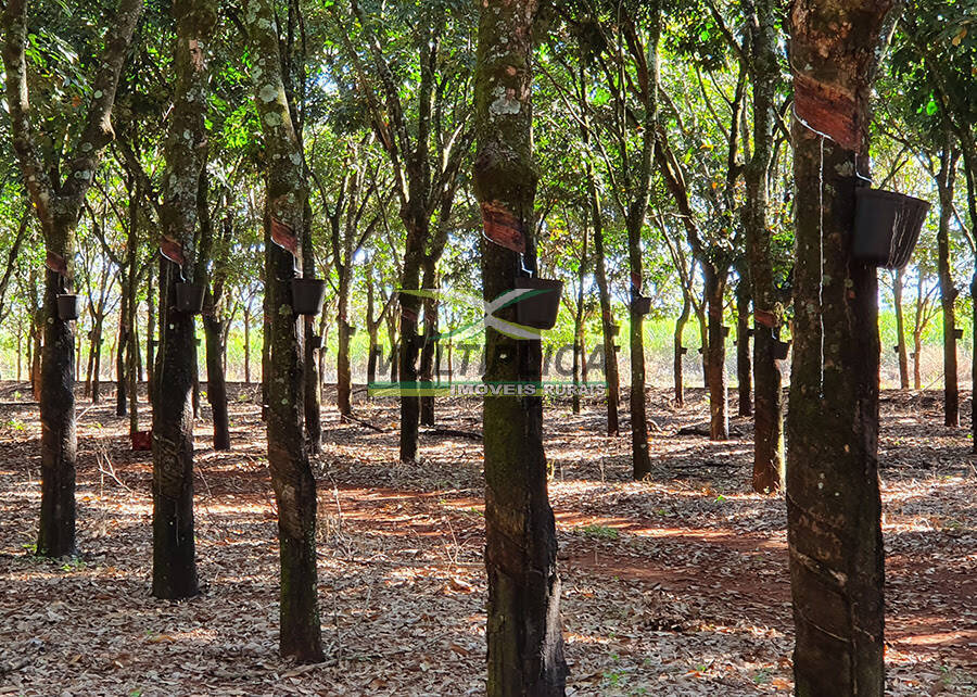 Fazenda à venda, 97m² - Foto 1